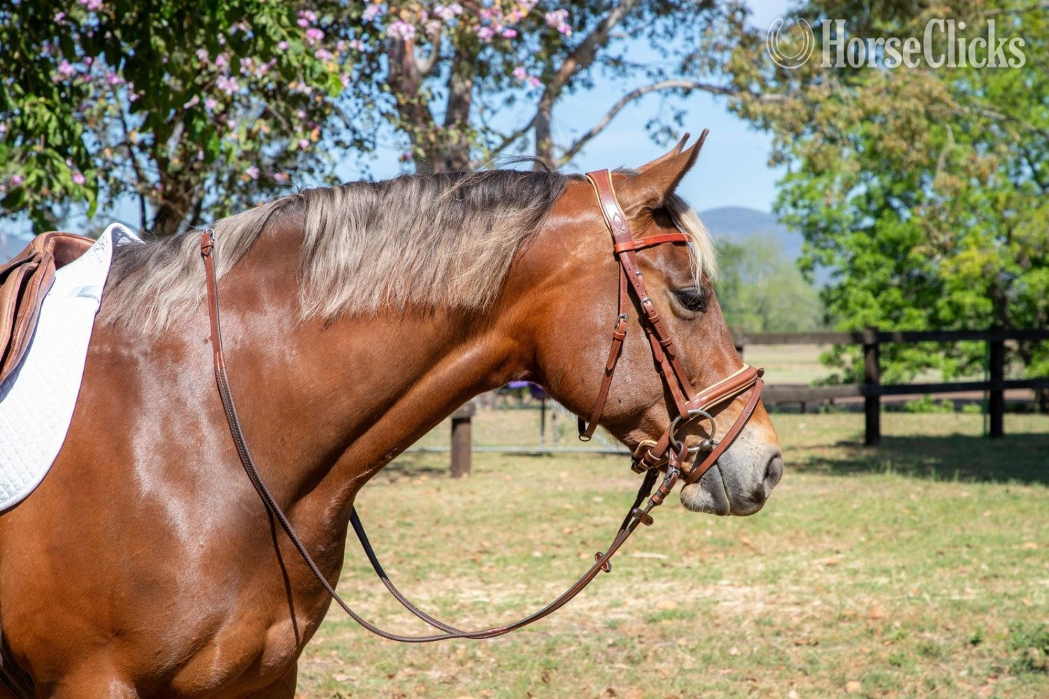 "Molly" Chestnut Mare Quarter Horse in Missouri