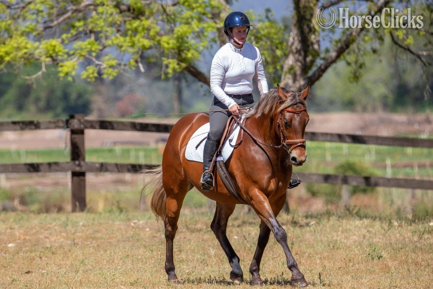 "Molly" Chestnut Mare Quarter Horse