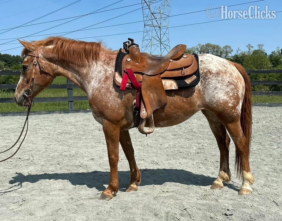 "Hula" Red Roan Mare Pony in Maryland