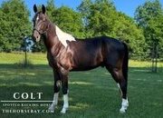 "Colt" Black Gelding Racking Horse