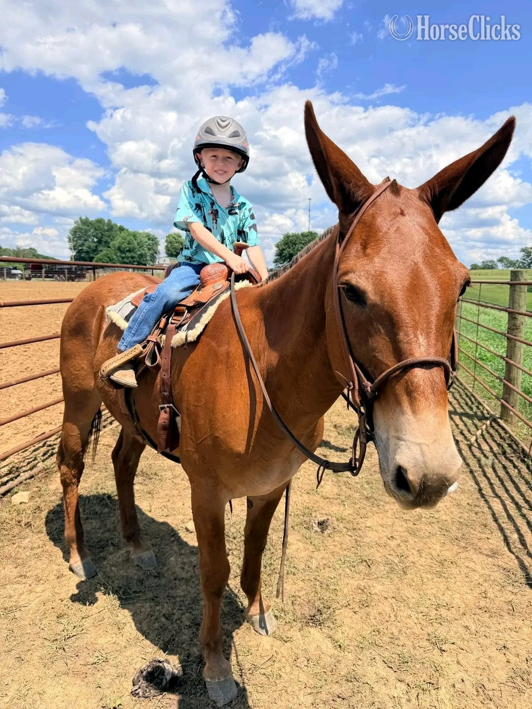 "Red Man"  Gelding Mule in Colorado