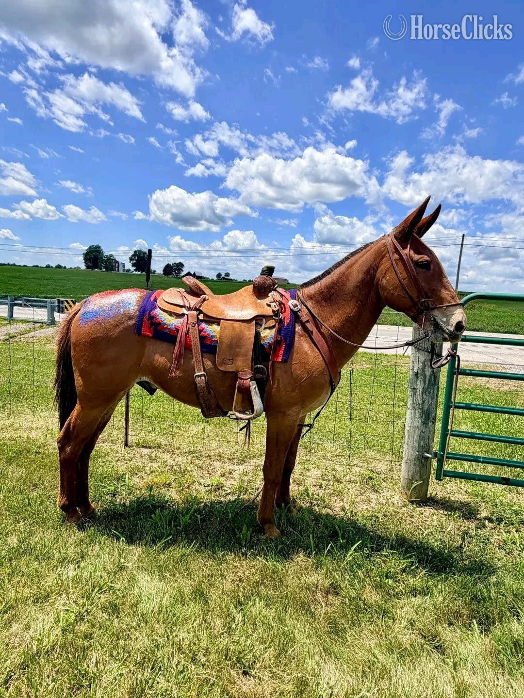 "Red Man"  Gelding Mule
