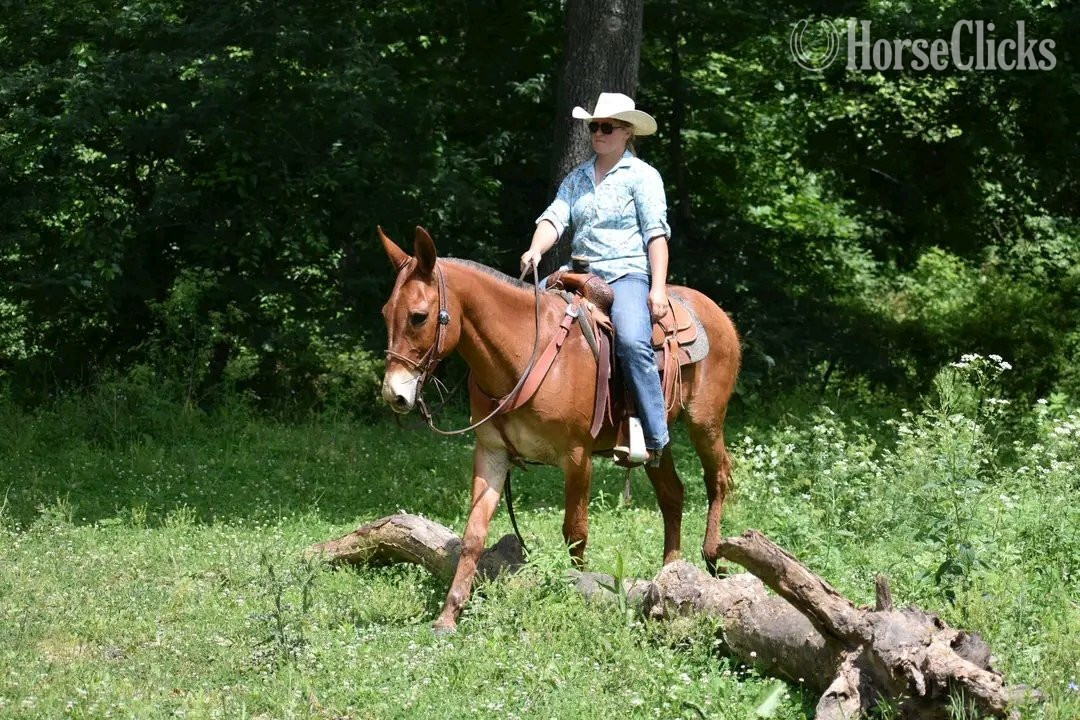 "Red Man"  Gelding Mule - Mule in Colorado
