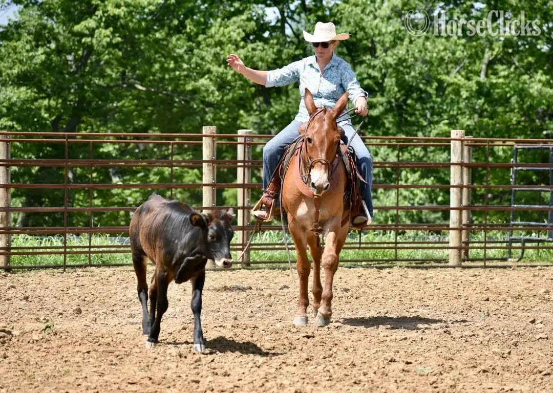 "Red Man"  Gelding Mule Colorado
