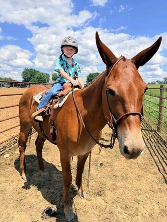 "Red Man"  Gelding Mule
