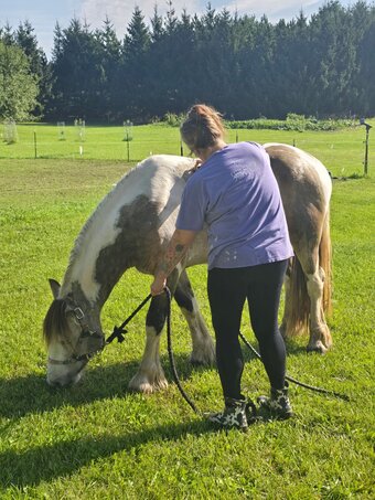 "WW Colonel O'Donovan  nickname Brody" Buckskin Stallion Gypsy Vanner