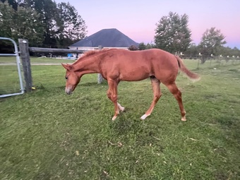 "Pressed N Platinum" Sorrel Colt Paint