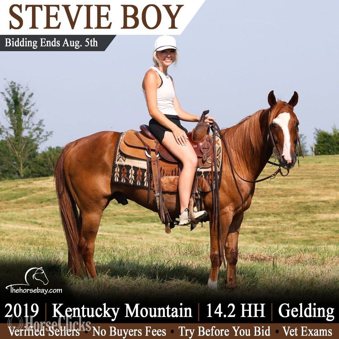 "Stevie Boy" Sorrel Gelding Kentucky Mountain in Kentucky