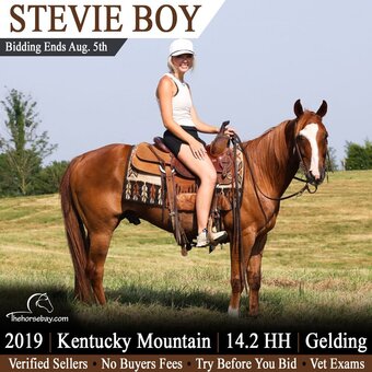 "Stevie Boy" Sorrel Gelding Kentucky Mountain