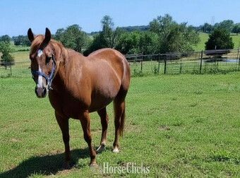 "Crimnson Heaven" Sorrel Mare Quarter Horse