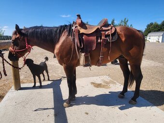 "Doc" Bay Stallion Quarter Horse