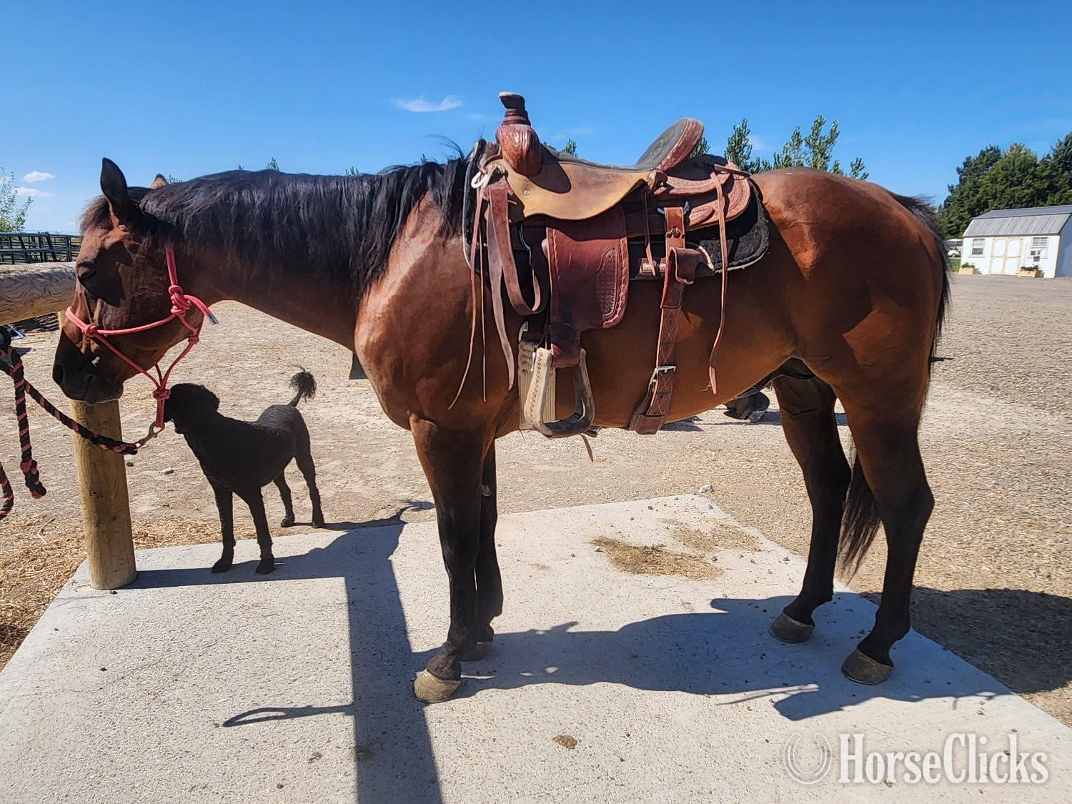 "Doc" Bay Stallion Quarter Horse in Idaho