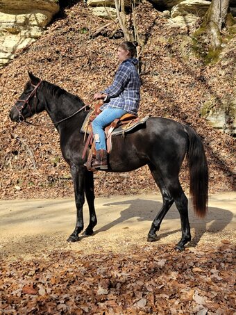 "The black diva " Black Mare Tennessee Walker