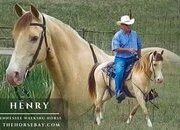 "Henry" Palomino Gelding Tennessee Walker