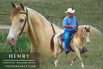 "Henry" Palomino Gelding Tennessee Walker