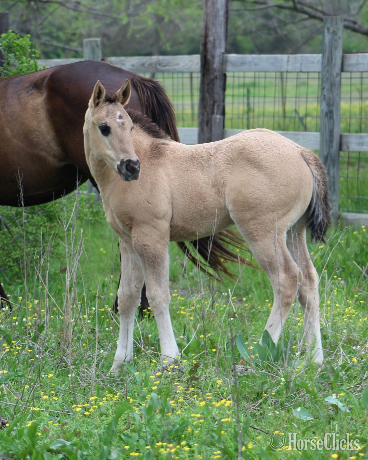 Texas "ALL DUN IN SILVER X AMYS POCO DAKOTA" Dun Colt Quarter Horse