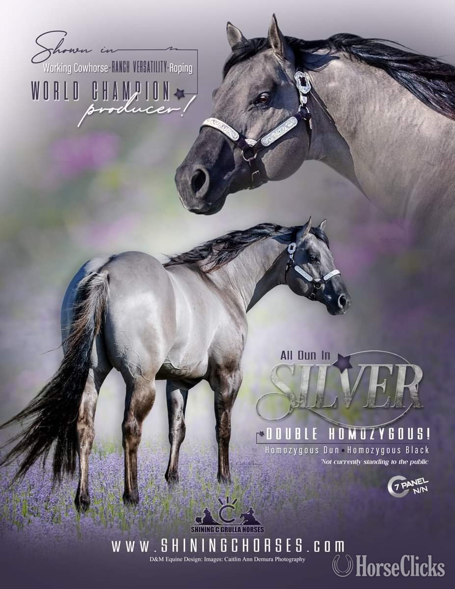 "ALL DUN IN SILVER X AMYS POCO DAKOTA" Dun Colt Quarter Horse - Quarter Horse