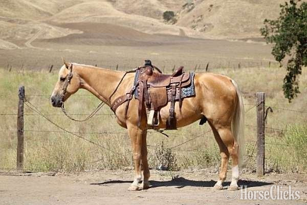 California Palomino 14.3hh Gelding for Lease