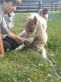 "Sprinkles"  Colt Pony