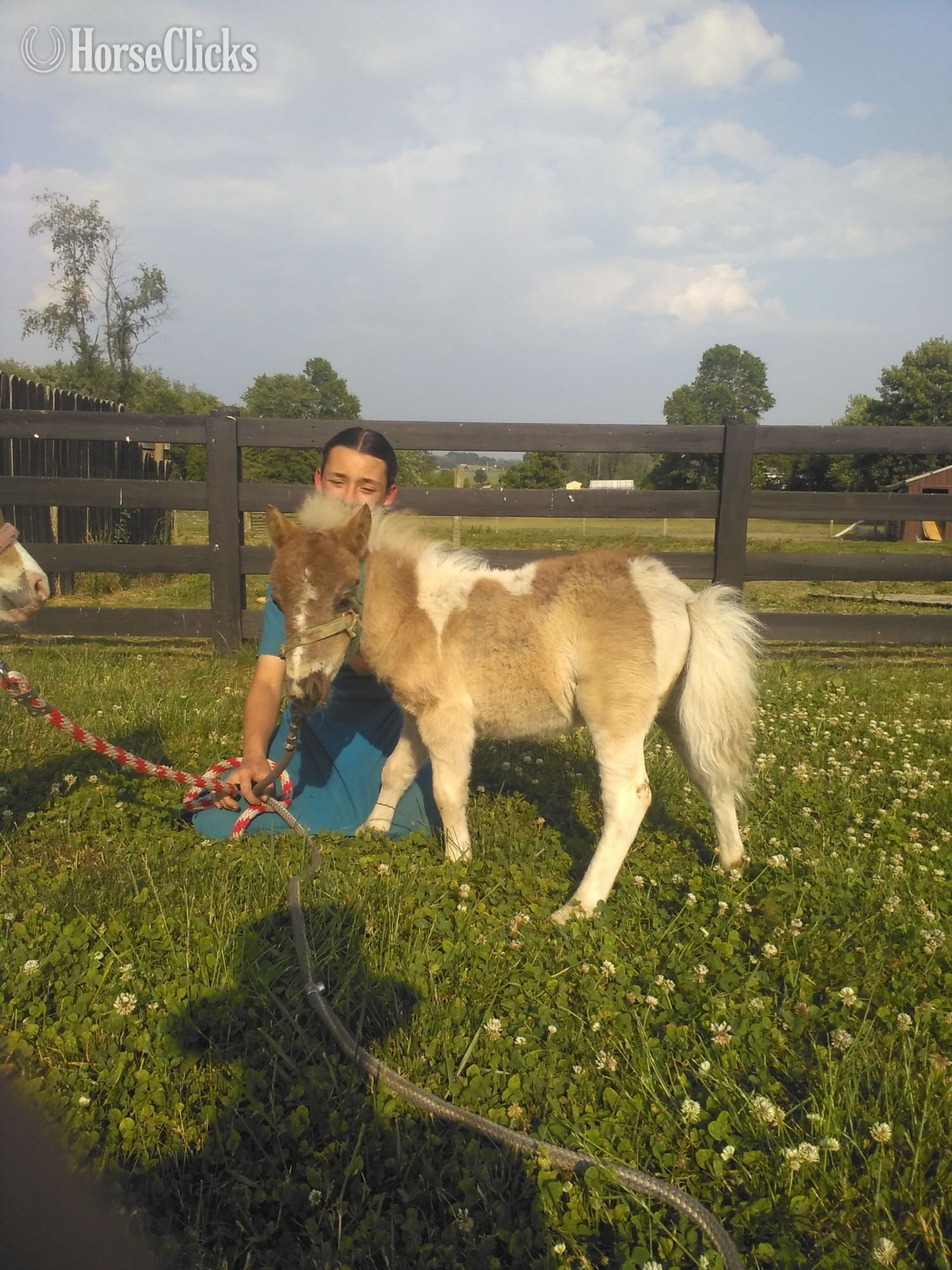 "Sprinkles"  Colt Pony