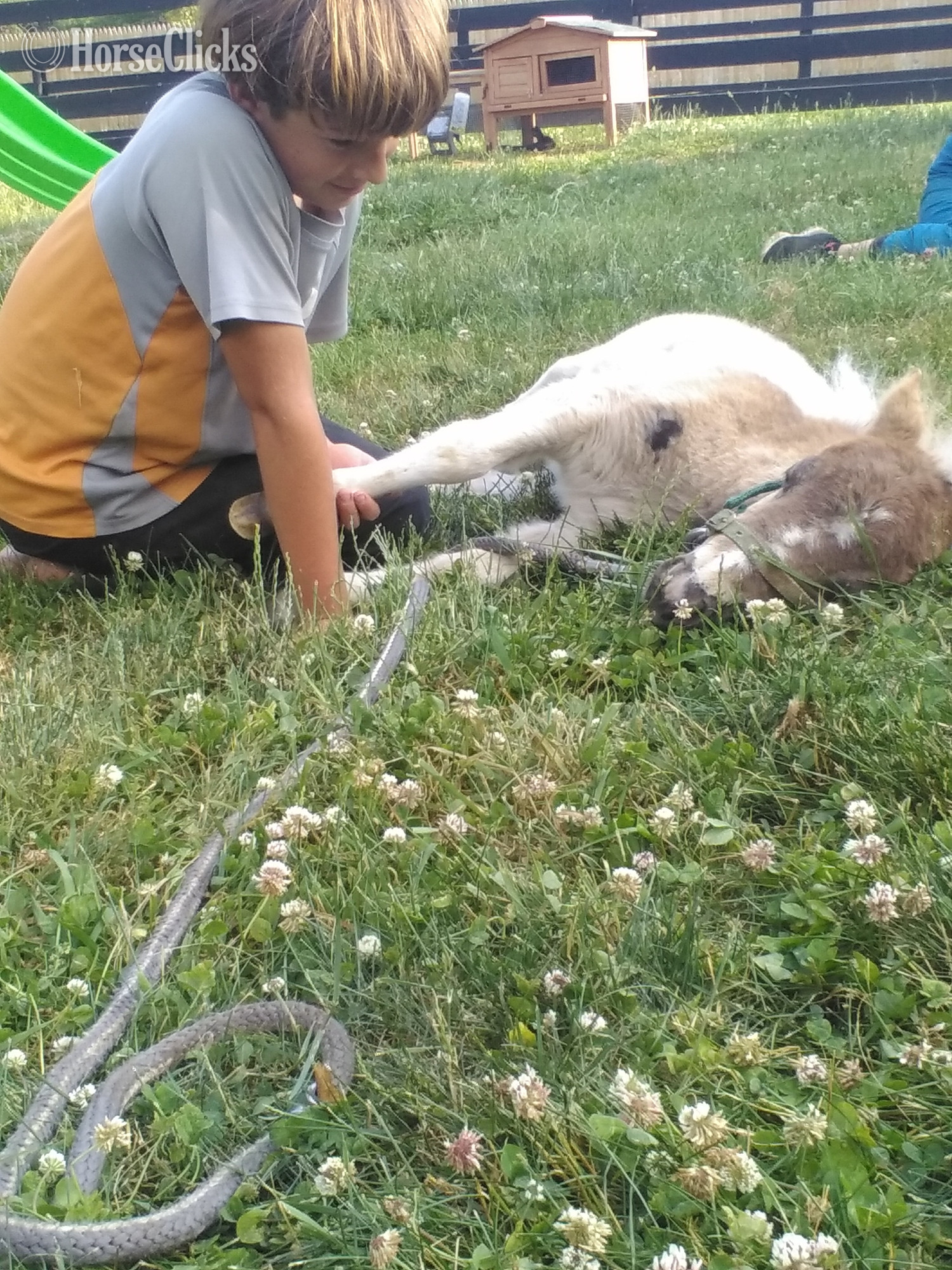 "Sprinkles"  Colt Pony Pennsylvania