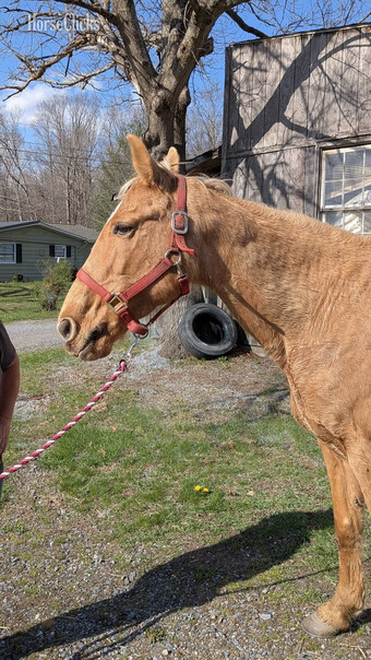 "Goldie" Mare Other Breed