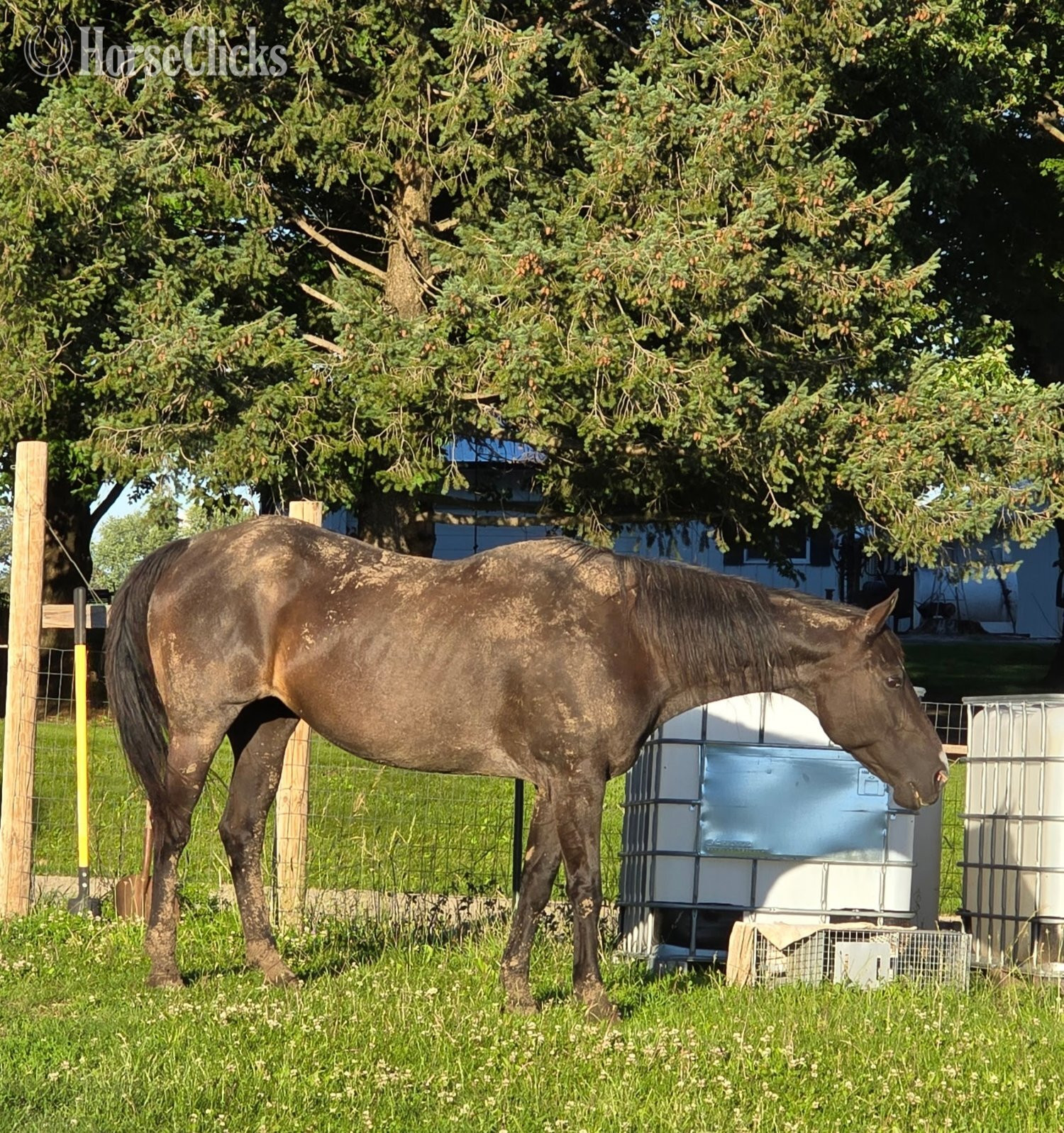 "Tex & Mae, two QH mares" Roan Mare Quarter Horse in Illinois