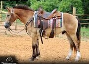 "Charlie" Bay Gelding Draft