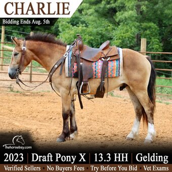 "Charlie" Bay Gelding Draft