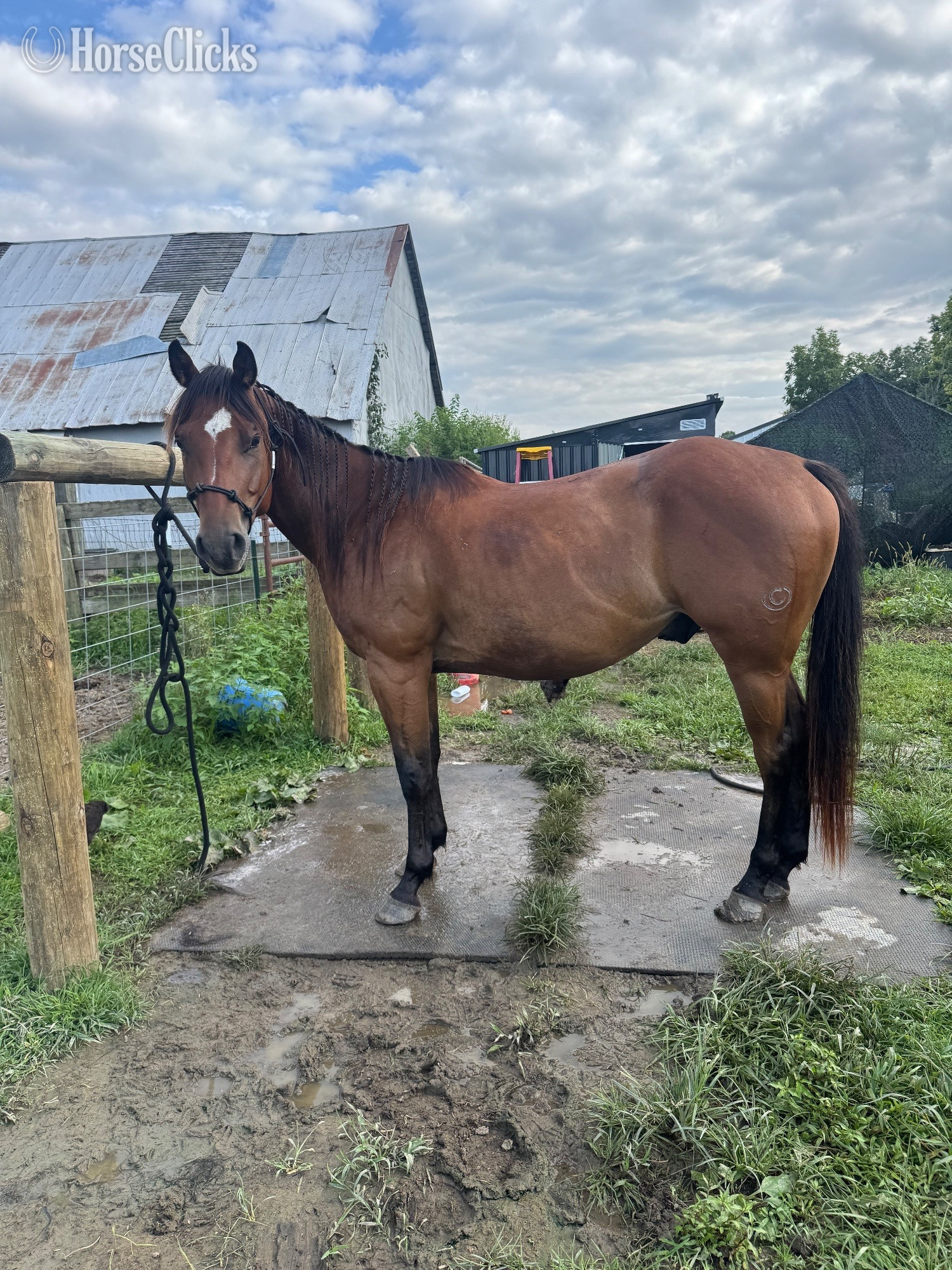 "Zan Juan Twist" Bay Gelding Other Breed