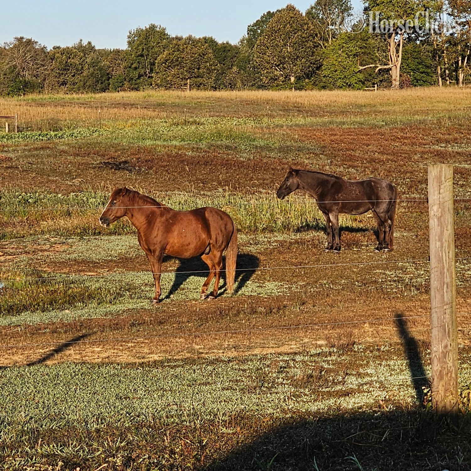 "Feugo" Chestnut Gelding Paso Fino in North Carolina