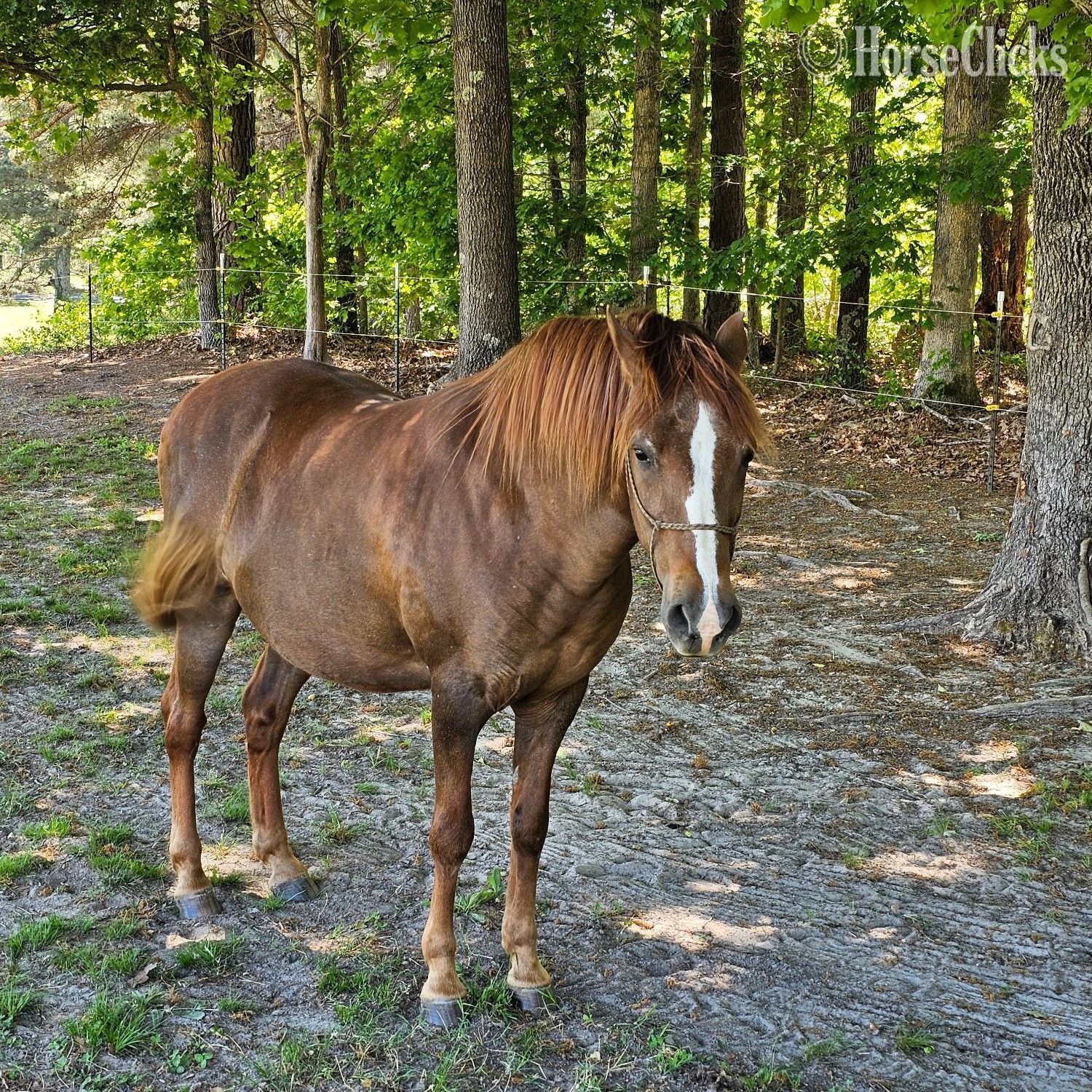 "Feugo" Chestnut Gelding Paso Fino