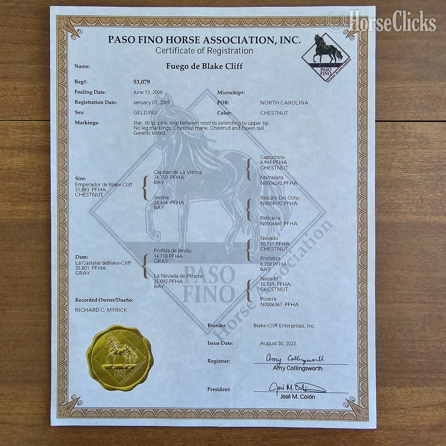 North Carolina "Feugo" Chestnut Gelding Paso Fino