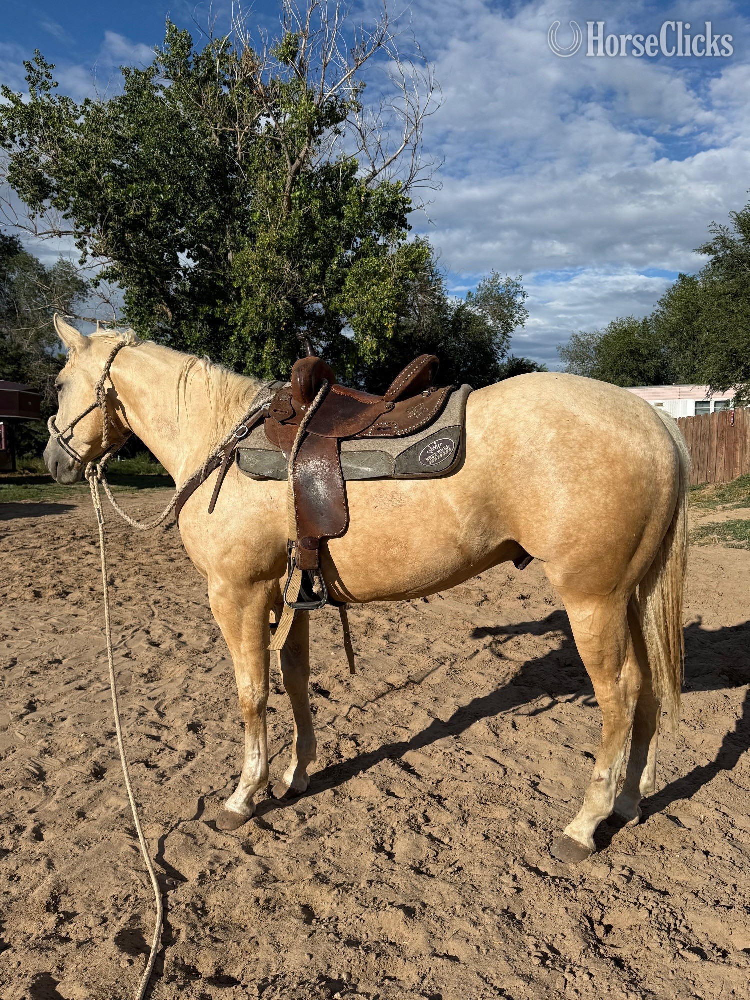 "Dual Reys Desire " Palomino Gelding Quarter Horse in Colorado