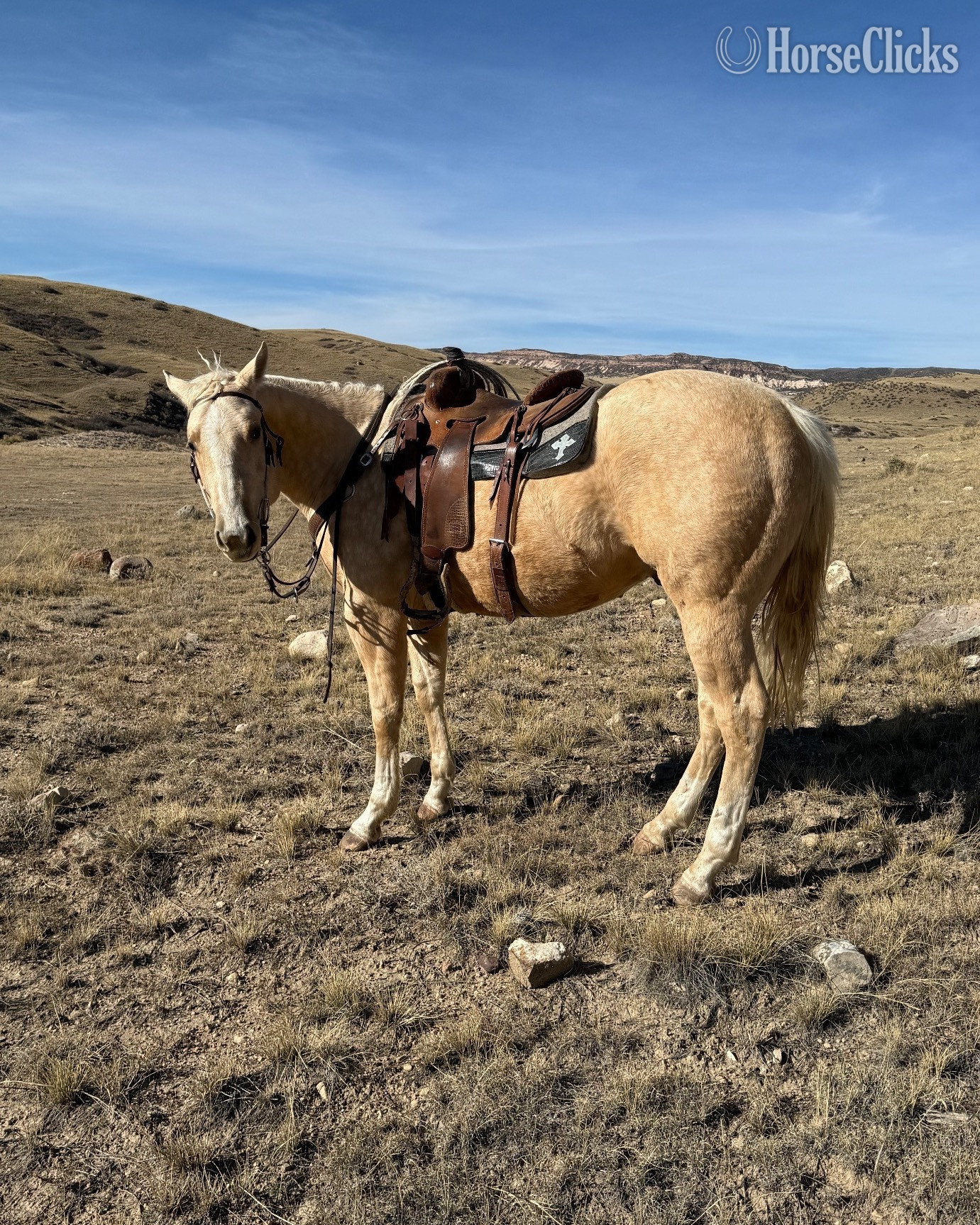 "Dual Reys Desire " Palomino Gelding Quarter Horse