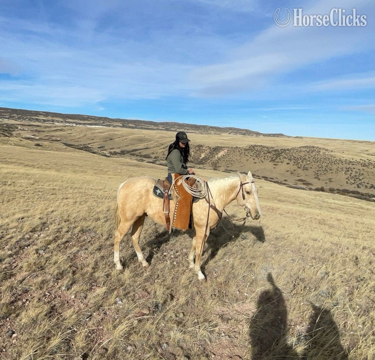 Colorado "Dual Reys Desire " Palomino Gelding Quarter Horse