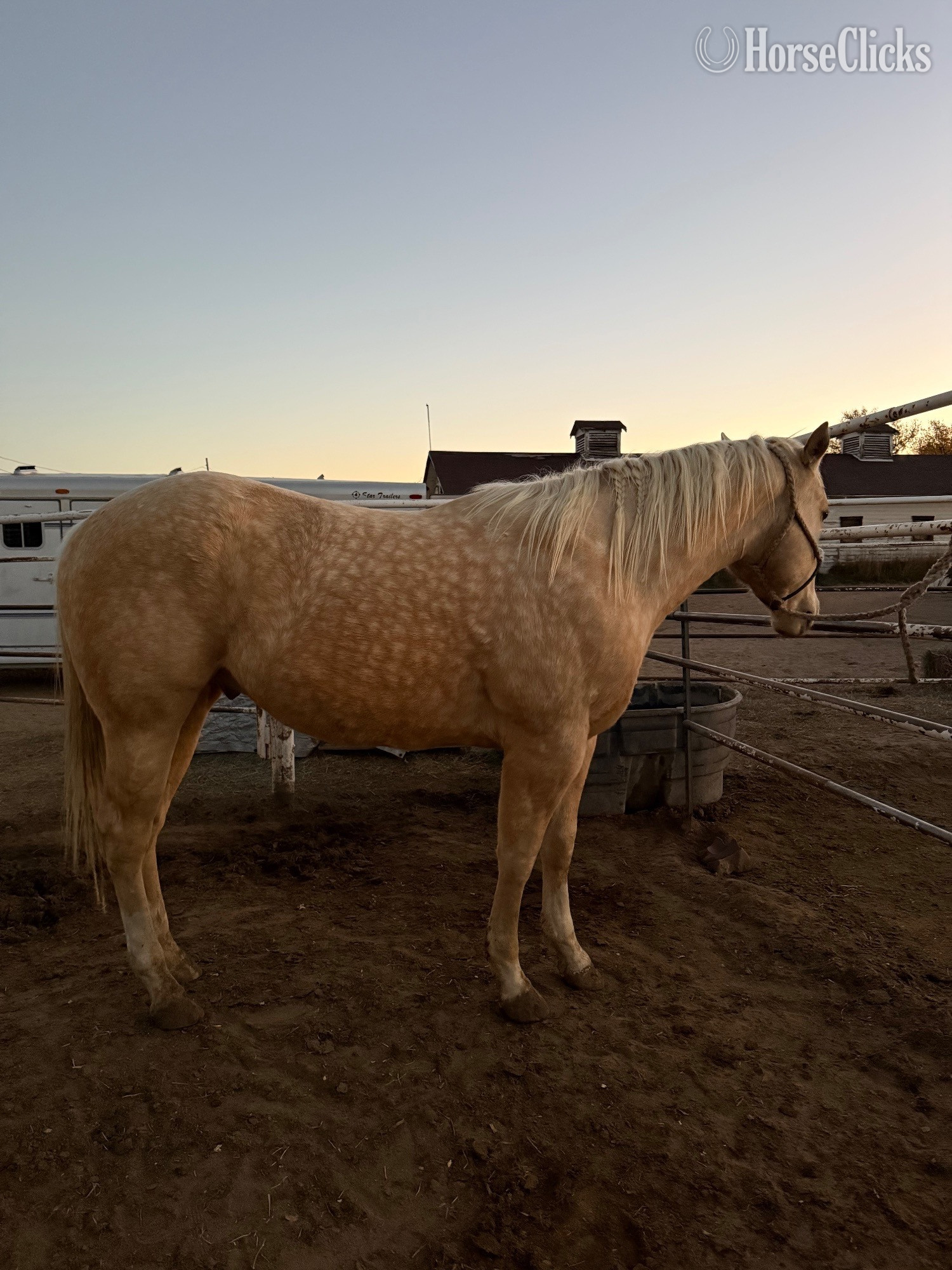 "Dual Reys Desire " Palomino Gelding Quarter Horse - Quarter Horse in Colorado