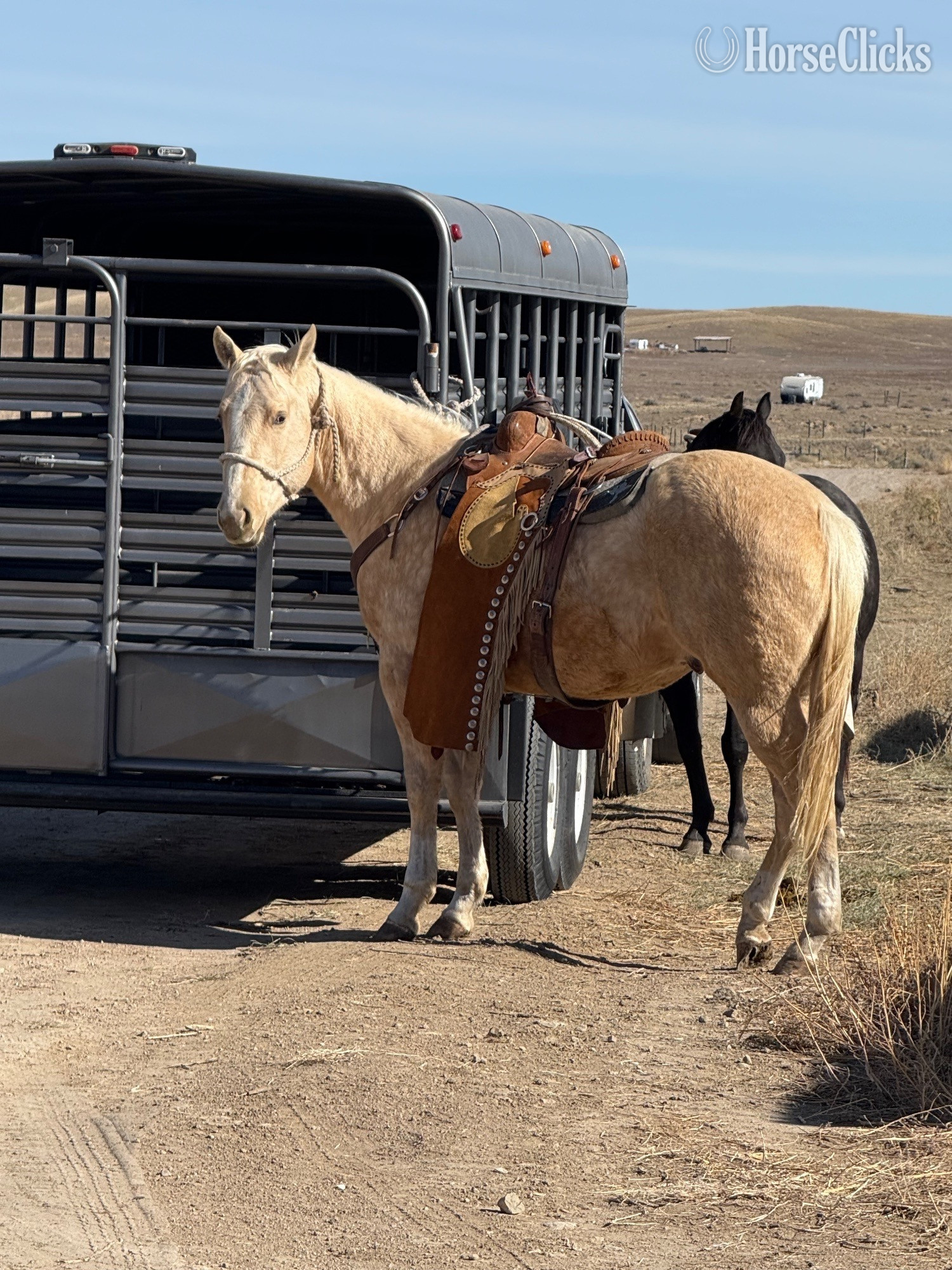 "Dual Reys Desire " Palomino Gelding Quarter Horse - Quarter Horse