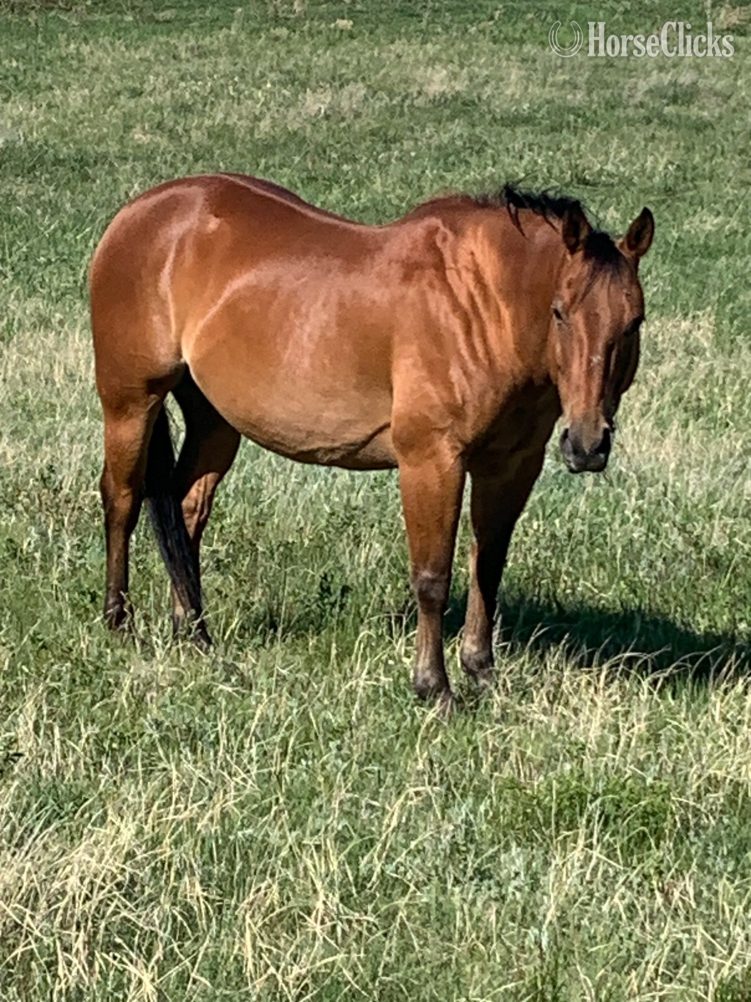 "Royal Puncher (Shorty)" Bay Gelding Quarter Horse in British Columbia