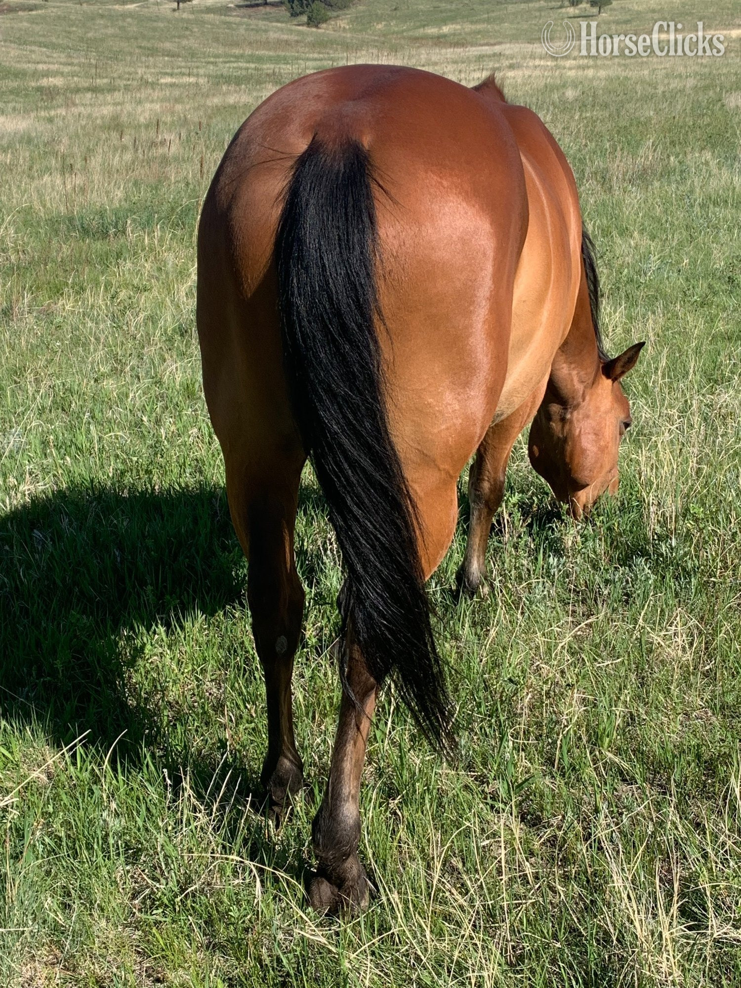 "Royal Puncher (Shorty)" Bay Gelding Quarter Horse