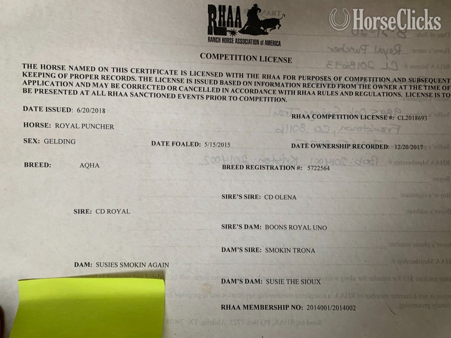 British Columbia "Royal Puncher (Shorty)" Bay Gelding Quarter Horse