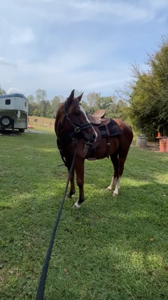 "Sweetheart " Bay Mare Quarter Horse