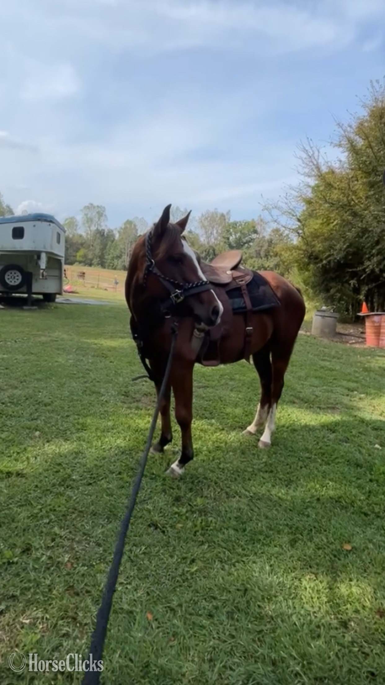 "Sweetheart " Bay Mare Quarter Horse in Virginia