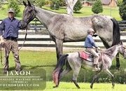 "Jaxon" Blue Roan Gelding Tennessee Walker