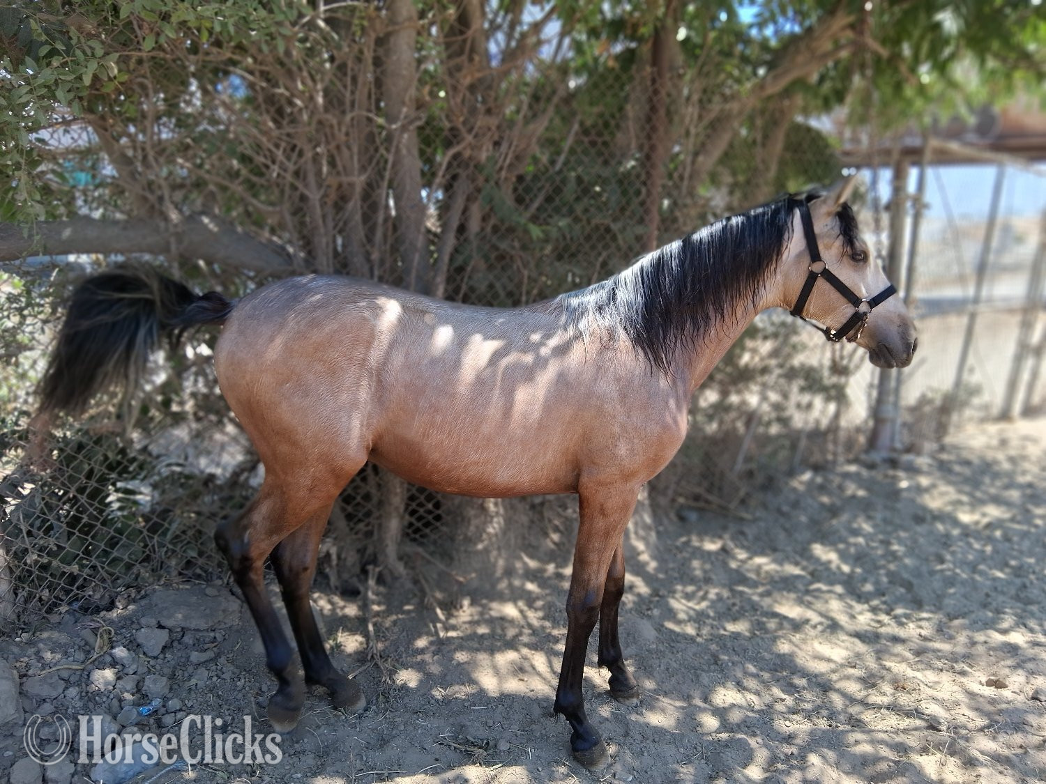 "Macchiato " Buckskin Colt Andalusian in California