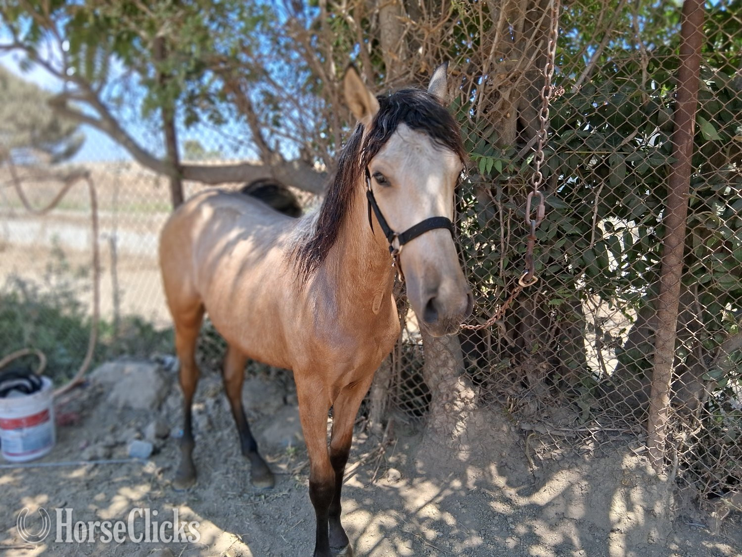 "Macchiato " Buckskin Colt Andalusian
