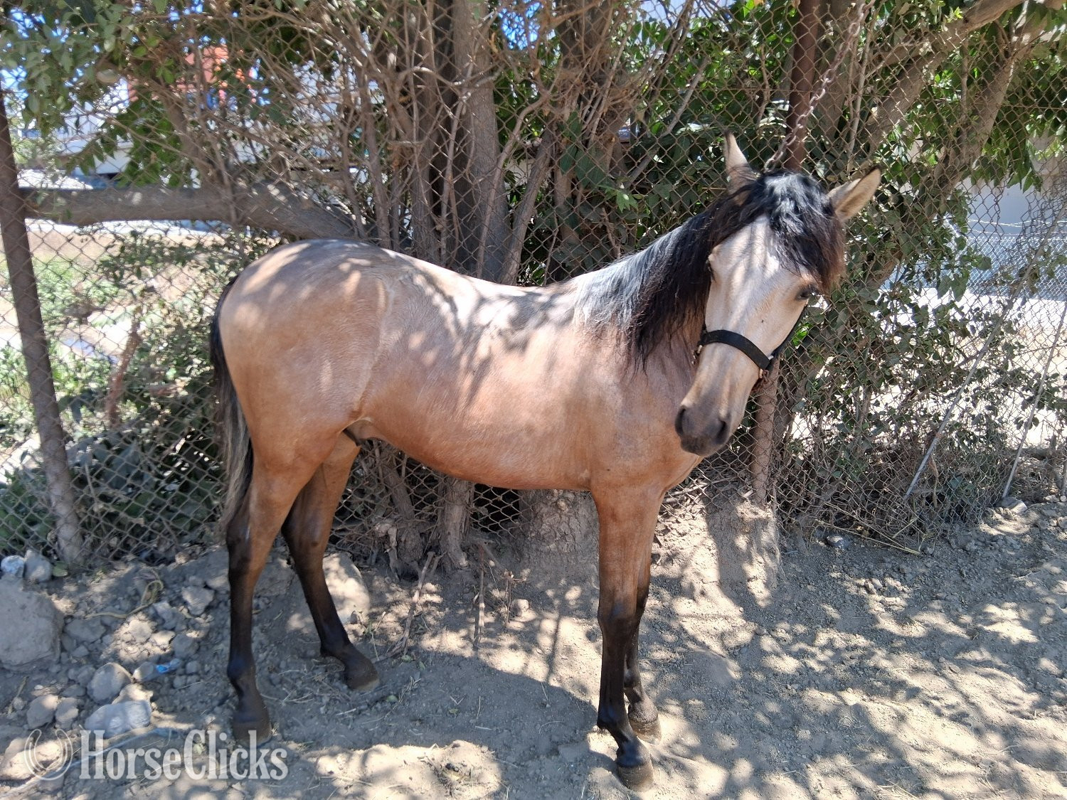 California "Macchiato " Buckskin Colt Andalusian
