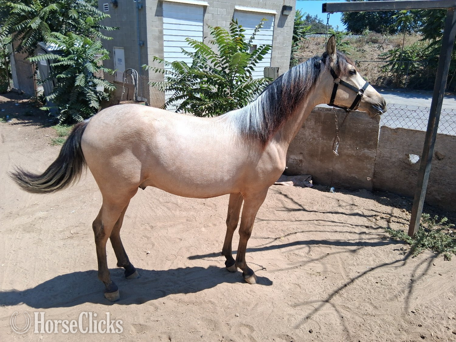 "Macchiato " Buckskin Colt Andalusian - Andalusian in California
