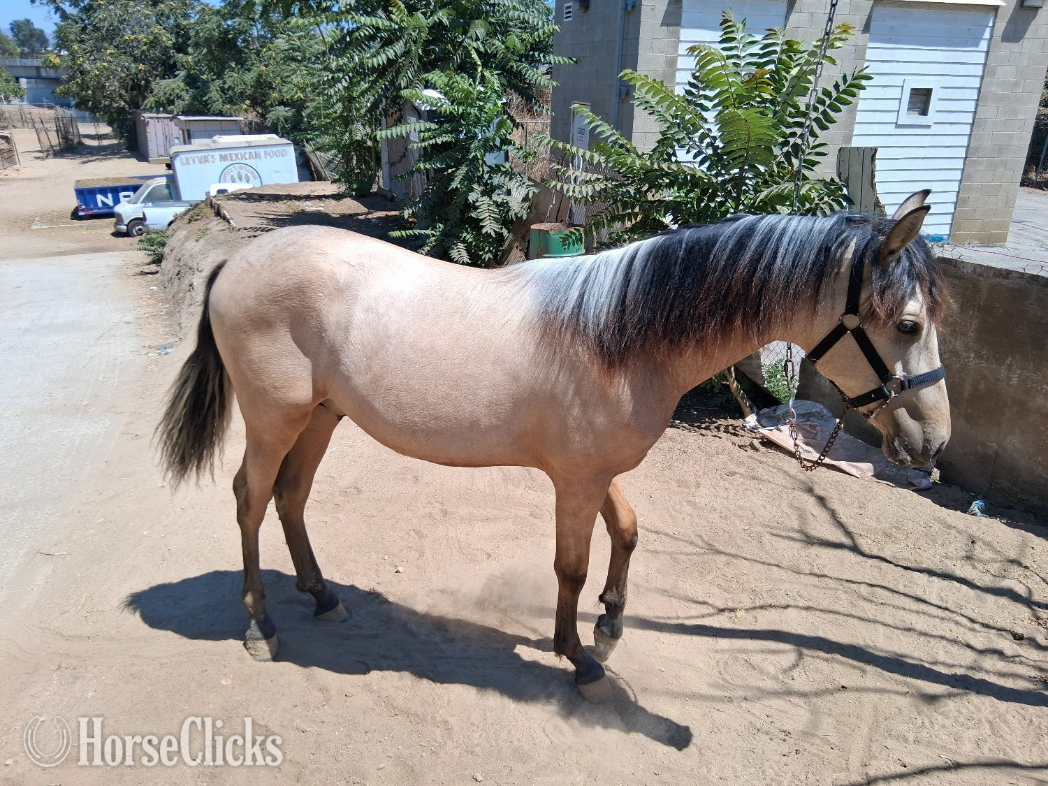 "Macchiato " Buckskin Colt Andalusian - Andalusian