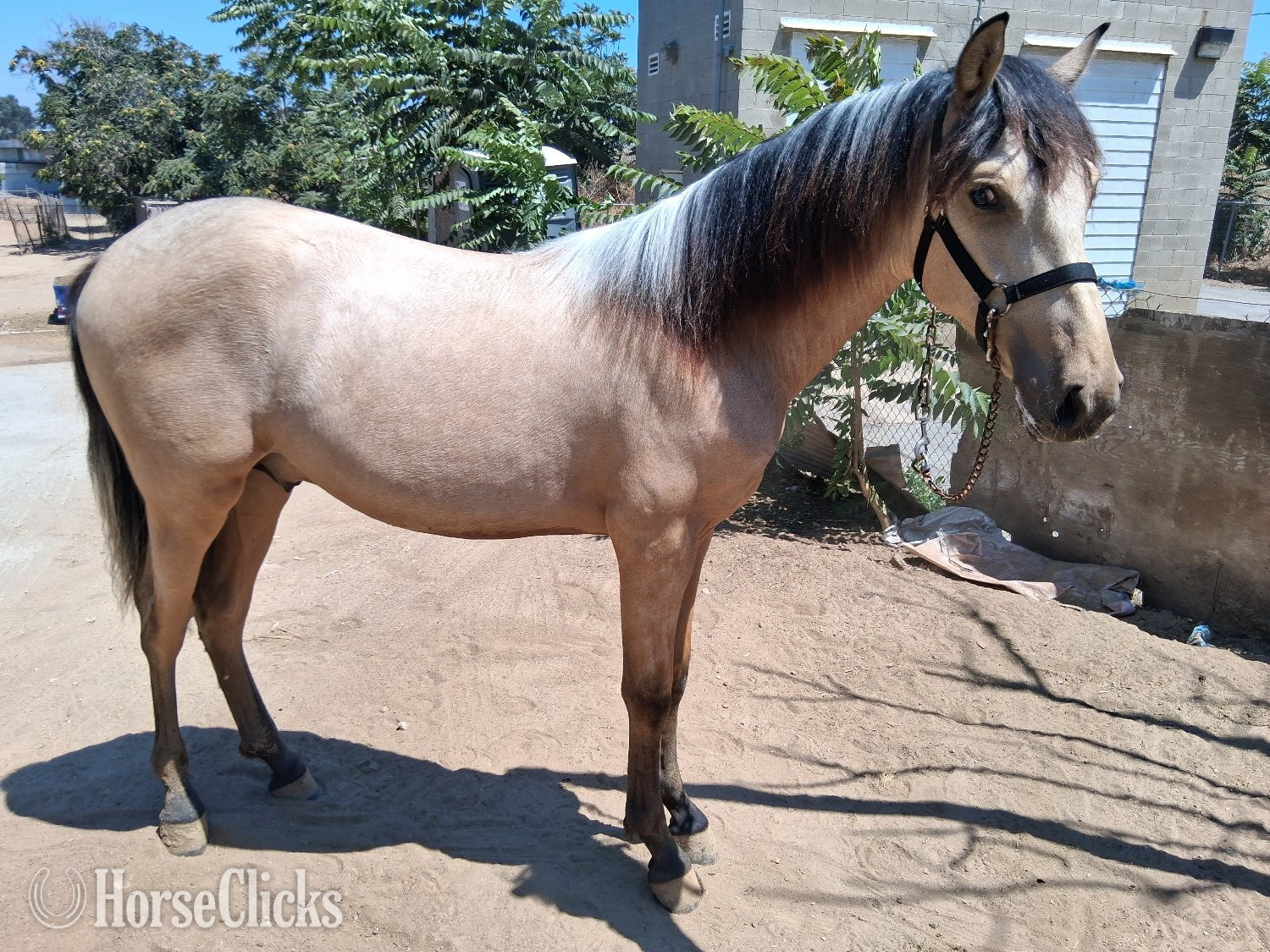 "Macchiato " Buckskin Colt Andalusian California